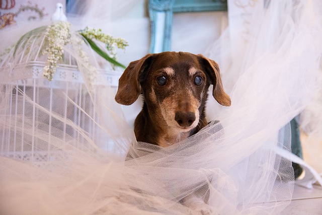 How to Include Your Dog in Your Wedding